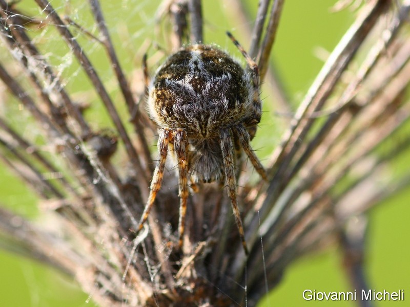 Agalenatea redii - Arluno (MI)